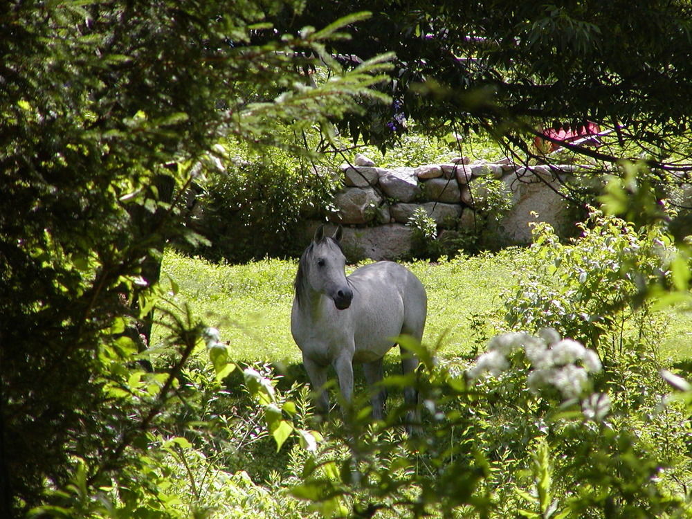 Arabian Horse Inn Sudbury المظهر الخارجي الصورة