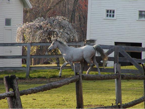 Arabian Horse Inn Sudbury المظهر الخارجي الصورة