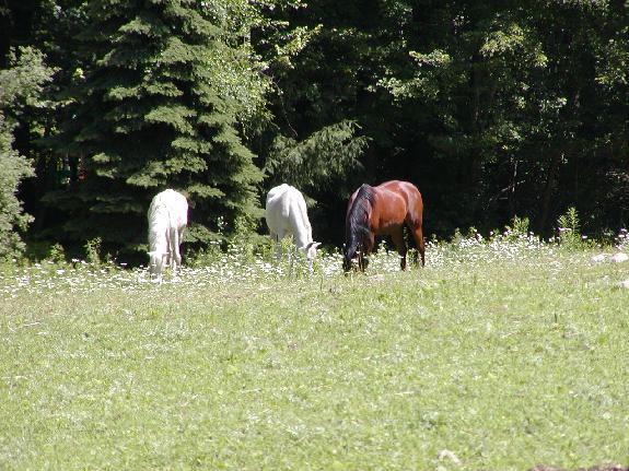 Arabian Horse Inn Sudbury المظهر الخارجي الصورة