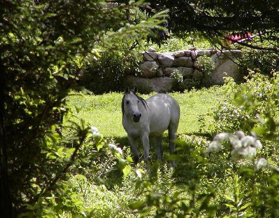 Arabian Horse Inn Sudbury المظهر الخارجي الصورة