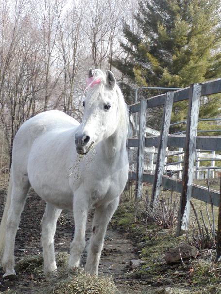 Arabian Horse Inn Sudbury المظهر الخارجي الصورة